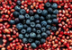 Blueberry & Pomegranate